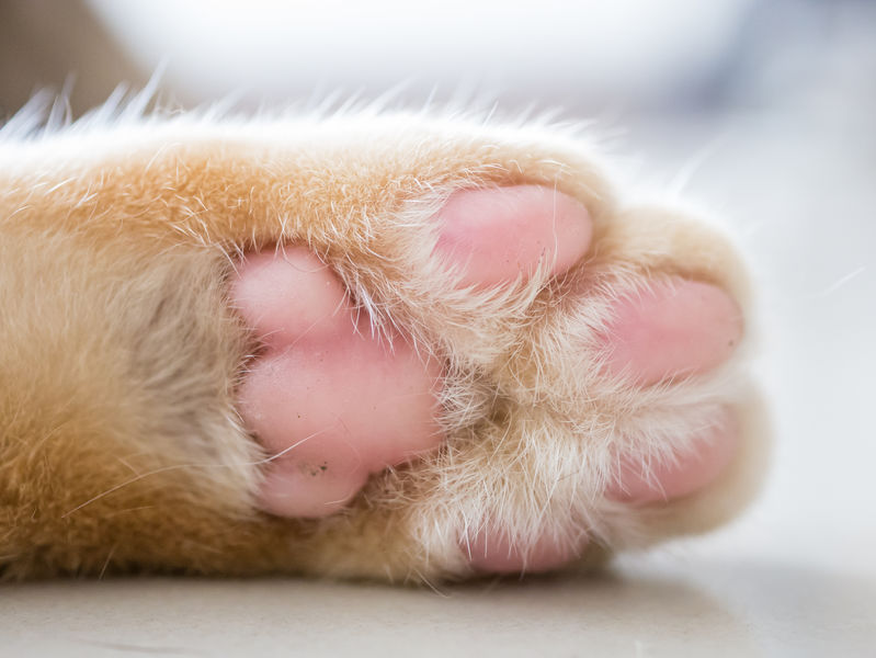 If you're considering Declawing Your Cat, please understand that this is an invasive, painful surgery that amputates their toes.