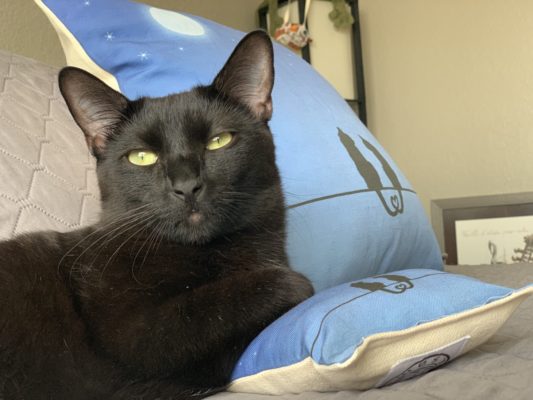 Zorro with his classy cat decor pillow that matches his mama's pillow