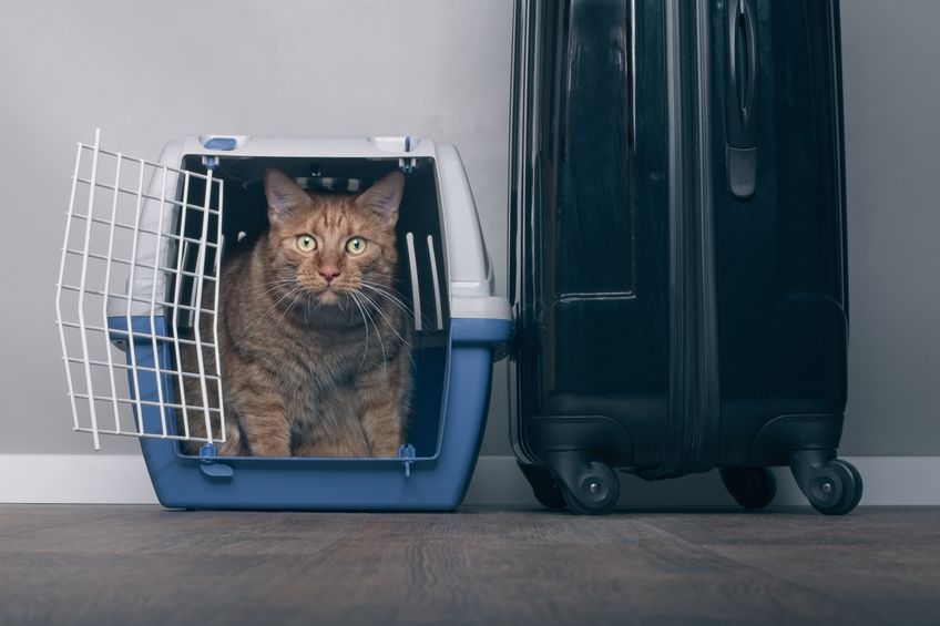 There are certain precautions you want to take when Traveling With Your Cat to make sure that their trip isn't too stressful. Here we will discuss those steps.