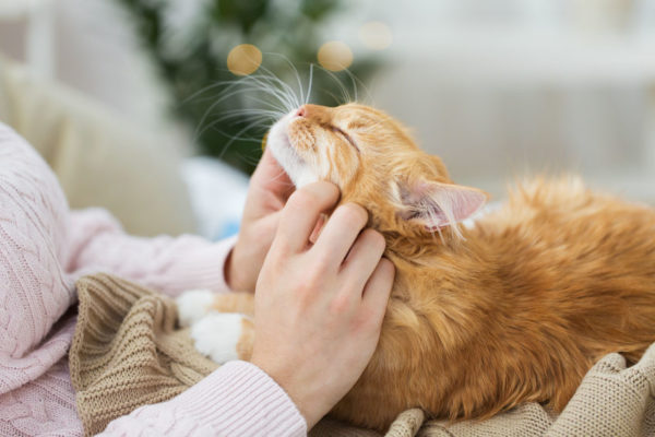 Most of the Air Freshener we use in our homes is toxic to our cats. Be mindful of the aromas you use because you don't want to accidentally harm your kitty.