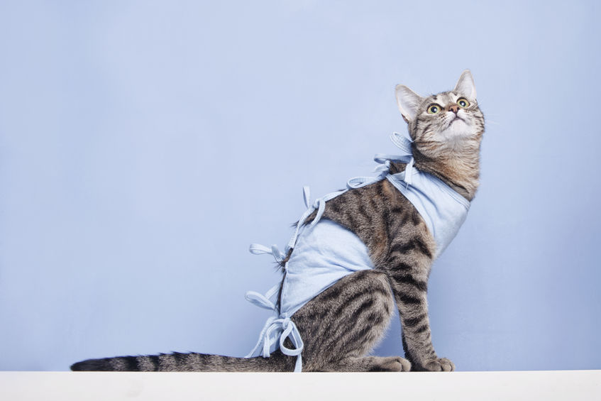 Here are some ways in which to help our kitties with Post Surgery Care after an operation.