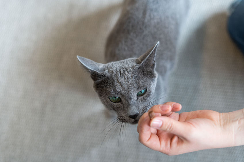 Knowing the ingredients in your cat treats is important. Whether you're teaching them tricks or luring them from an unwanted behavior, cat treats are a great way to reward our kitties. However, we need to be careful