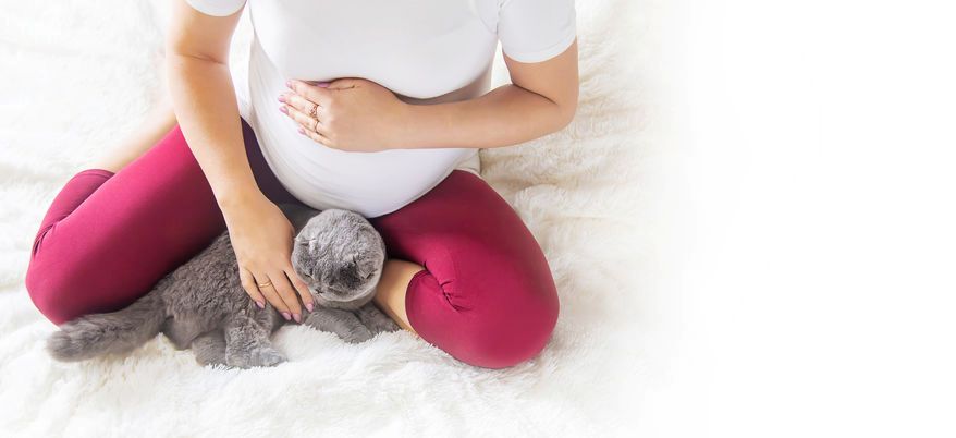 Are Cats Dangerous To Pregnant Women? Many think that having a cat can be unhealthy to pregnant women, but this isn't necessarily true.