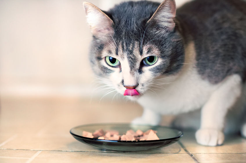 The food we feed absolutely affects our Cat's Personality. An unhealthy cat is an unhappy cat and this can surface as anxiety, aggression or other behavioral issues.