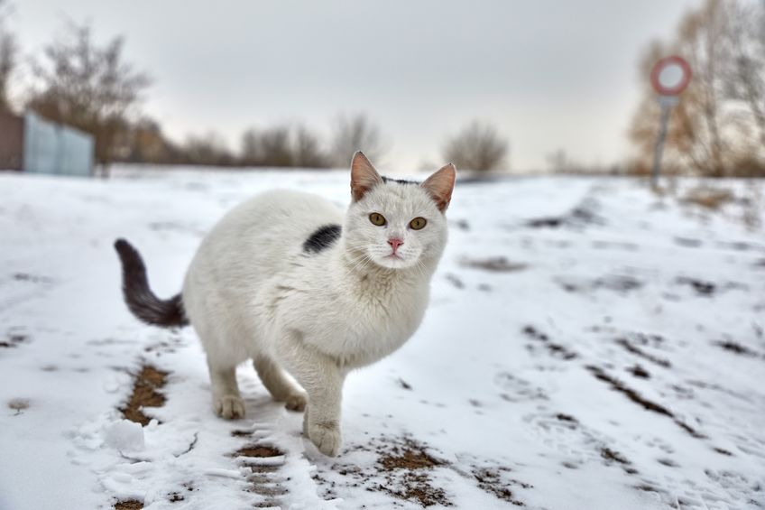 Here are some tips on how you can Help Feral Cats In The Winter months stay warm in their own environment.
