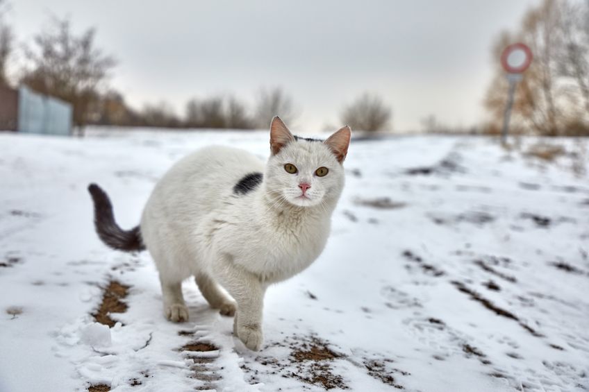 How To Help Feral Cats In The Winter Two Crazy Cat Ladies