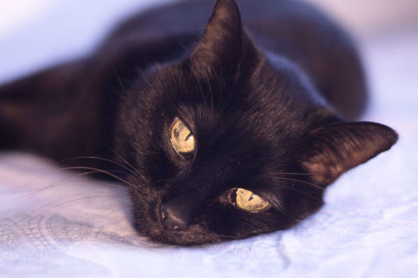Senior Cat Joint Care should be taken proactively for cat parents. Here we discuss ways in which you can help avoid arthritis in your older kitties.