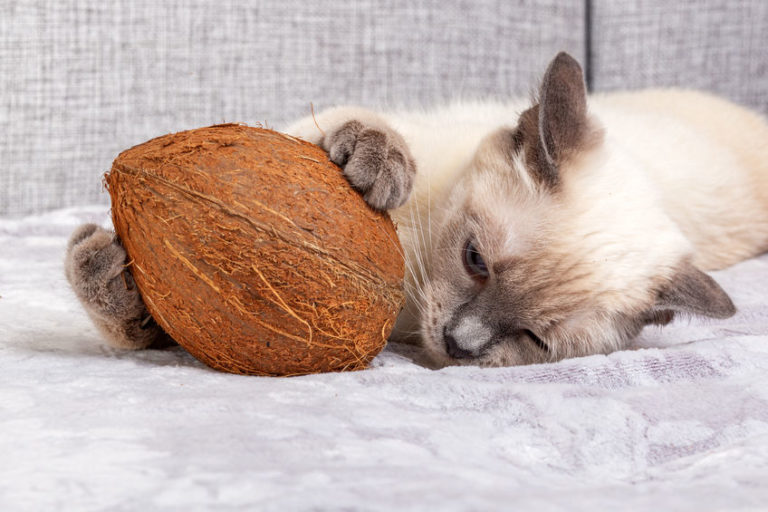 Top 3 Benefits Of Coconut Oil For Cats Two Crazy Cat Ladies