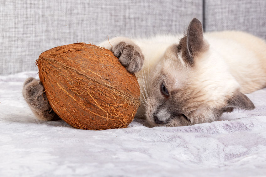 Here are the top Benefits Of Coconut Oil for our kitties.