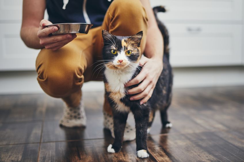 This is the list of the Best Cat Foods for 2021