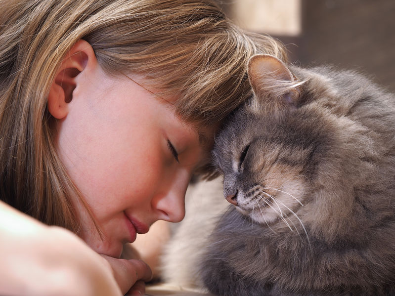 If you want to Gain Your Cat's Trust you need to better understand them. Watch their body language and offer love without touch.