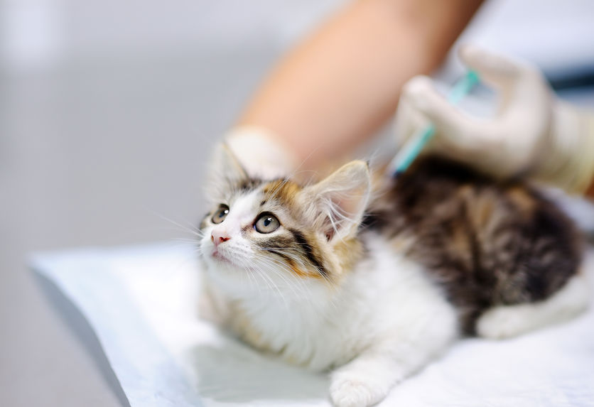 Have you ever wondered how long Cat Vaccines last? Here's some interesting information you should know before you "get your cat's vaccines up to date"