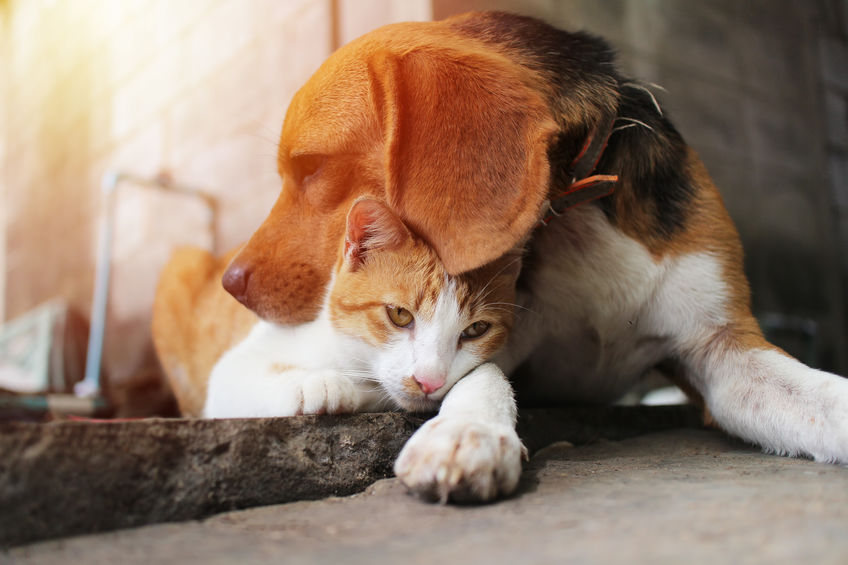 Dogs Are Easier Than Cats to care for in many ways. Sure, your cat doesn't have to be walked, but dogs will eat the food you give them and be fine taking to the vet. They also will tell you when they don't feel well. This makes being owned by cats more difficult