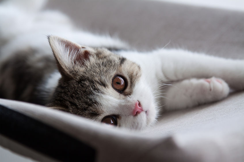 Here are 10 perks to Having A Cat in your life.