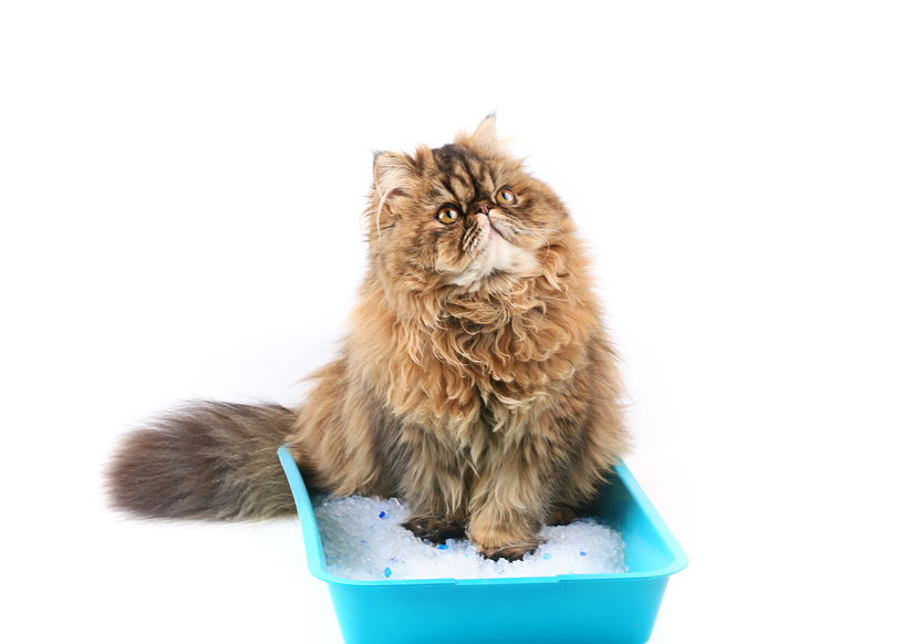 If you're purchasing from a pet store, chances are that your Litter Boxes are too small.