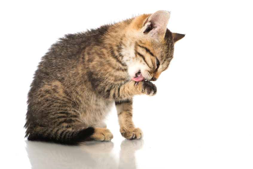 Here are 3 tips to Stop Overgrooming In Cats.