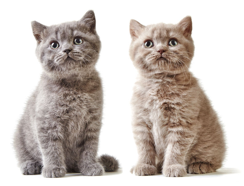 Top 10 Must Do’s When Adopting New Kittens