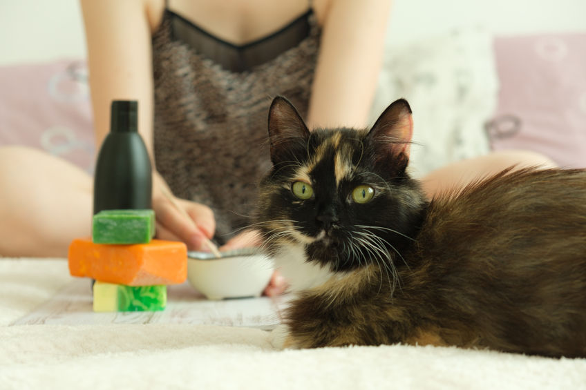If you are using Essential Oils Around Cats be sure to check for potency, purity and concentration first!