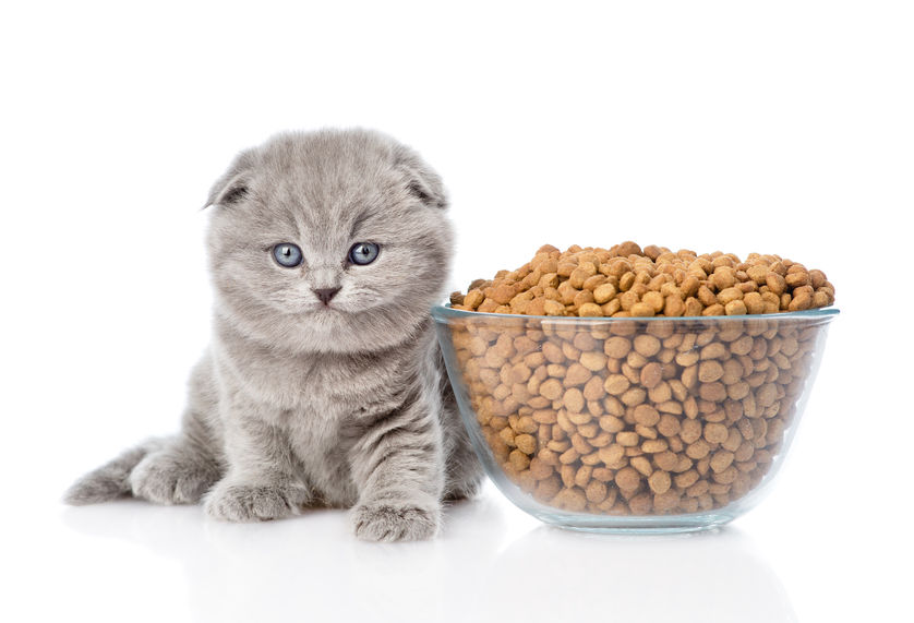 If you're considering feeding your cat a Prescription Diet be sure to read the ingredients first. Many think that their cats should be on this diet for the rest of their lives, but many of these diets could cut your cat's life short.