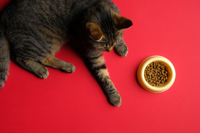 If you think kibble is good for Your Cat's Teeth, think again. This is an old myth that won't die. Kibble is high in sugar (starch and carbs) so this type of food actually CREATES dental issues in cats.