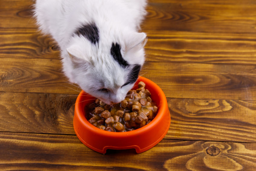 Carrageenan is a Carcinogen In Cat Food that we want to avoid when picking a wet food. This ingredient is known to cause cancer so be sure to read the ingredients before purchasing!