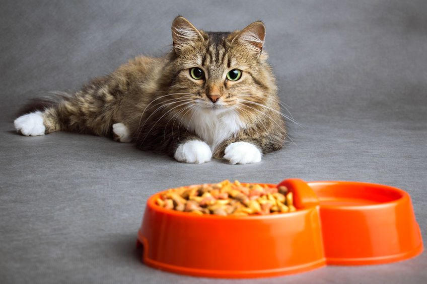 Science tells us that the Color Dyes added to cat food to make it pretty causes health issues like cancer, allergies, asthma, tumors, kidney problems, etc.
