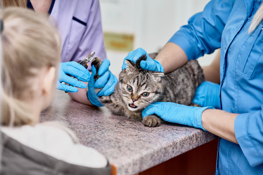 Read this article before you Declaw Your Cat so you can better understand what you are doing.