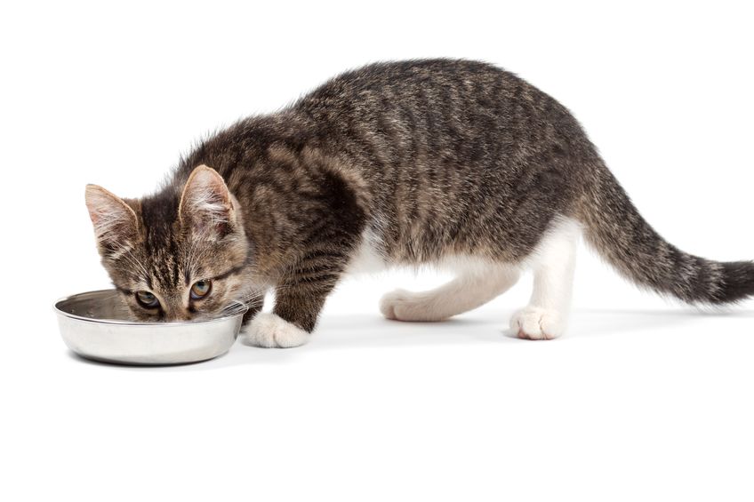 Is Your Cat Eating Roadkill? - Two Crazy Cat Ladies