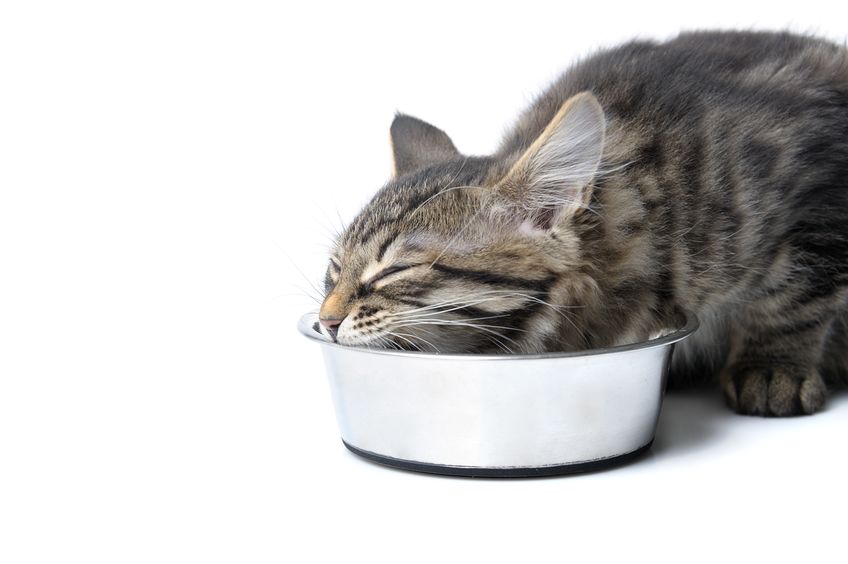 If you are feeding your cat a Grain Free Diet that's great because cats were not designed to consume and digest grains. However, be aware that many kibble companies replace the grains with carbohydrates, which are also difficult for cats to digest.