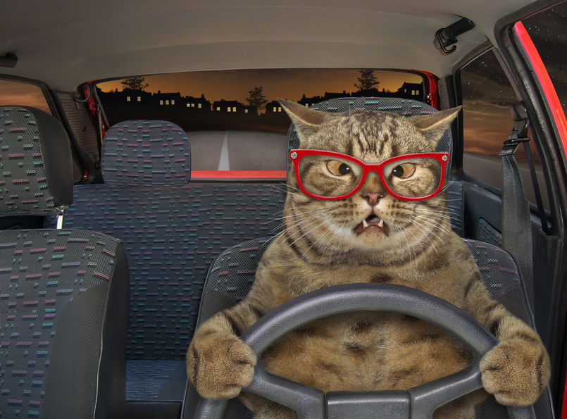 If your cat is Scared Of The Car then we have to take these steps to ease their stress.