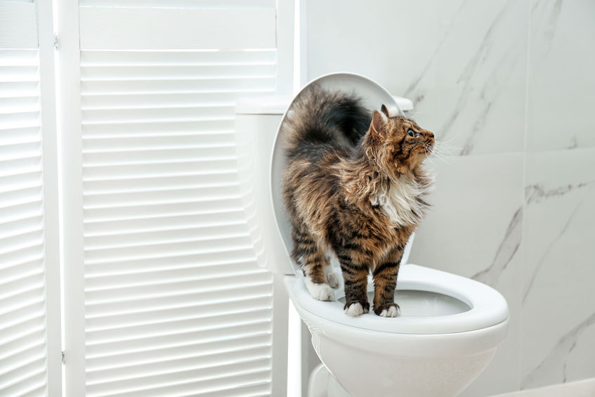 If you're thinking about Toilet Training Your Cat you need to think long term and how this decision might backfire when they no longer want to take the effort to get on the toilet when they have to go.