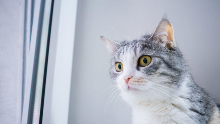 Cats that get anxiety when you are gone is not good. We want to address this stress by offering them enriching things to do when you are not home.
