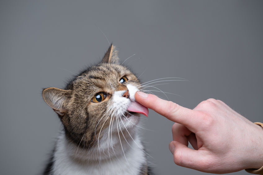 Does your cat lick your skin or your clothes? Sometimes our cats will lick us out of love, but often times cats are attracted to the smell of your skin so you need to be mindful of what you apply to your skin