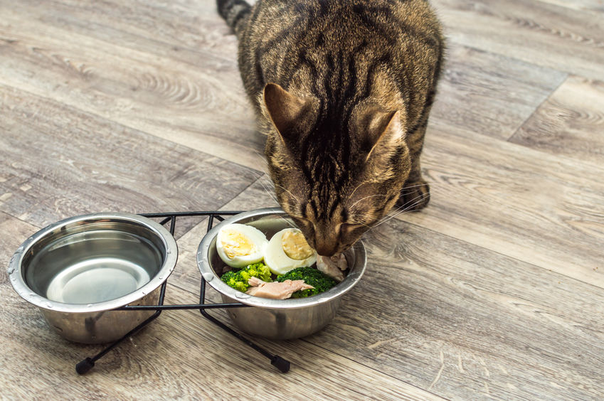 Have you heard of the 20% rule when it comes to pet food? It's a hack for those of you who are unable to feed a fully non-processed diet to your cats
