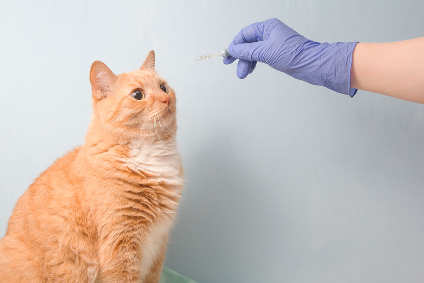 There's something we need to understand About Flea Treatments that no one is discussing. If these chemical treatments weaken our cat's immune system and fleas are attracted to cats with weak immune systems, are they designed to make our cats MORE susceptible to fleas?