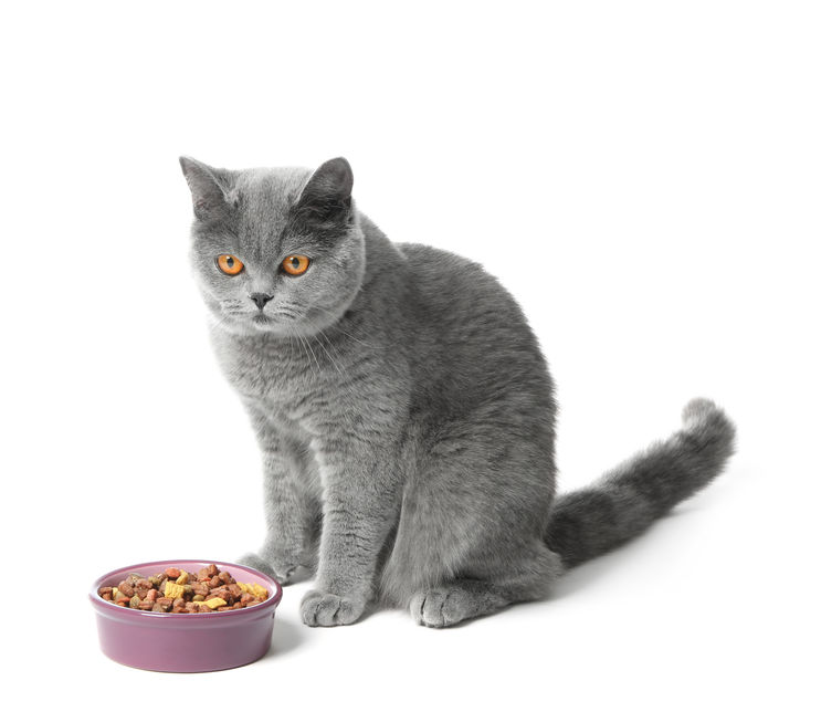 If your Cat's Diet never changes you are robbing them of excitement and health. Cats in the wild don't eat the same thing, and our kitties should have a diverse diet for better gut health