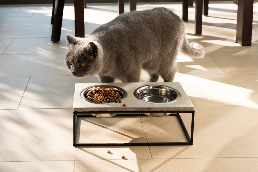 In some situations it's helpful to Elevate Your Cat's Food when they eat. This helps with digestion and arthritis among a few other things.
