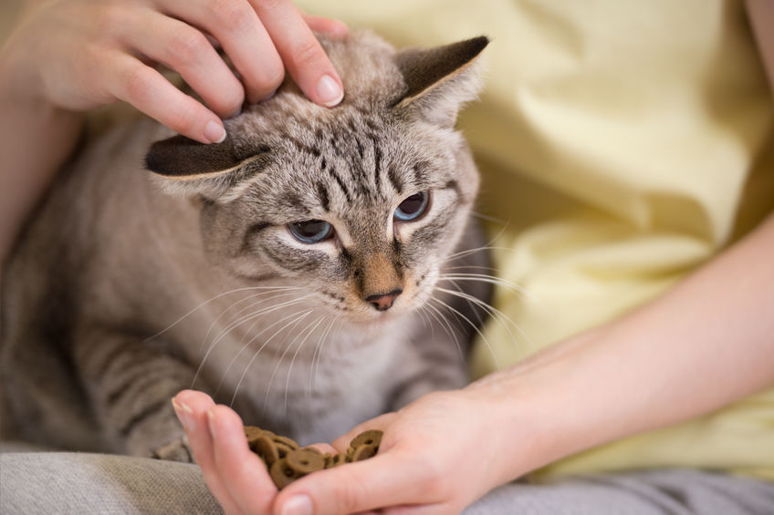 Cats With A Food Intolerance - Two Crazy Cat Ladies