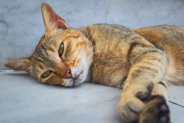 Is Your Pest Control Safe For Cats? | Two Crazy Cat Ladies