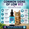 Common signs of low vitamin B12 in cats including low energy, reduced appetite, weight loss, digestive issues, cognitive changes, and chronic gastrointestinal problems.