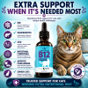 B12 supplementation for cats with IBD, pancreatitis, CKD, intestinal lymphoma, appetite loss, and age-related health concerns.