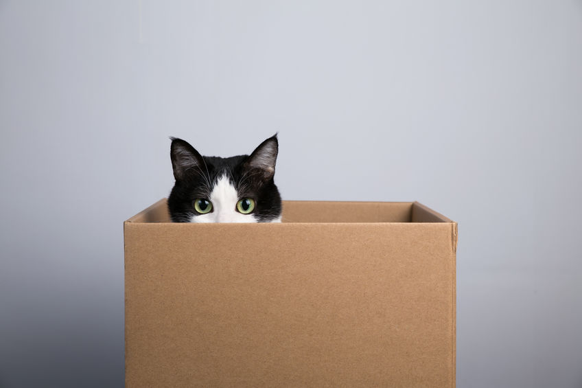 Do you know why Cats Love Boxes? Boxes are great hiding places for cats and also jungle gyms...
