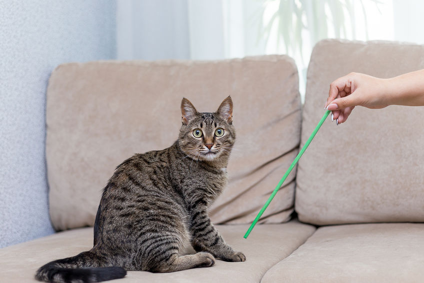 Confidence Building Sessions are an easy way to curb unwanted behavior in cats. It's free and only takes 20 minutes of your time.