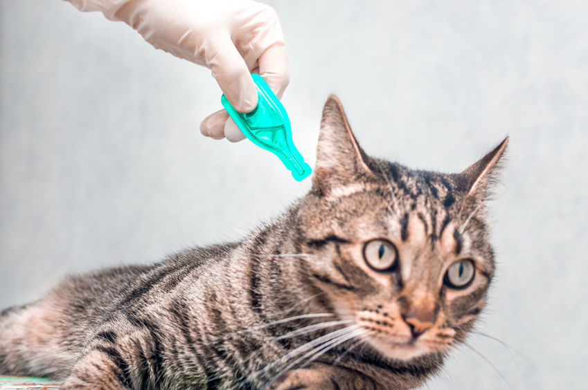 The FDA Warns Against the active ingredient in many flea treatments for pets.