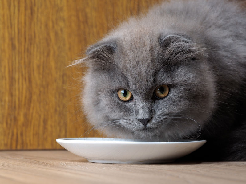 Do you know how much food you should Feed Your Cat? Here's how to count the calories.