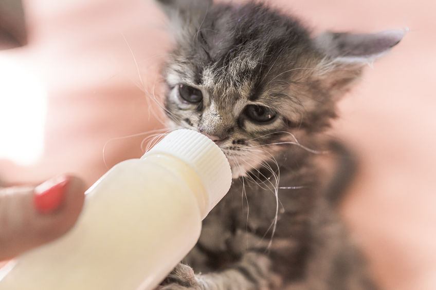 Here you'll find tips on Giving Kittens Milk, including what type of milk and a recipe in a pinch/