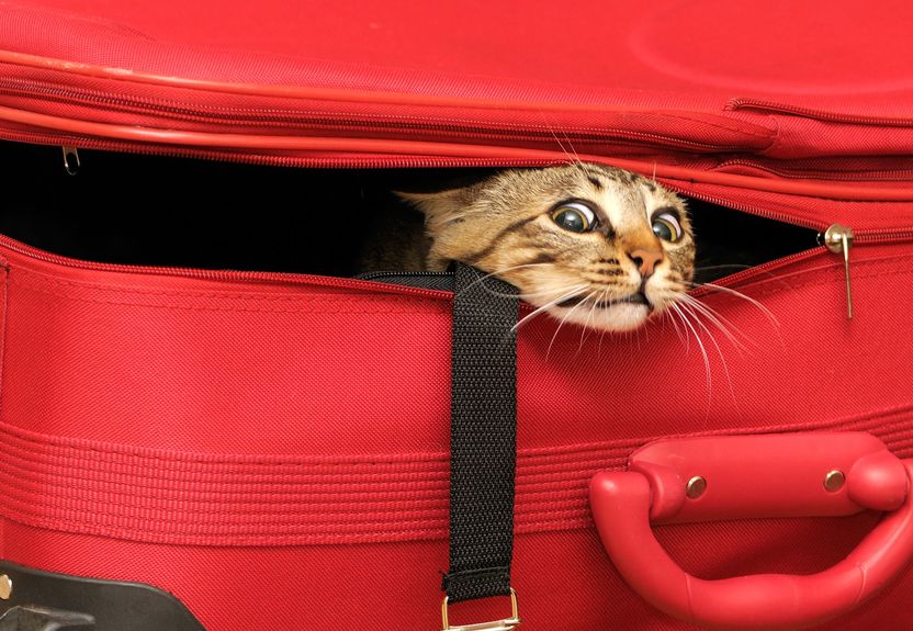 Moving With Cats can be stressful, so here are some tips on how to make the process easier for you and them.