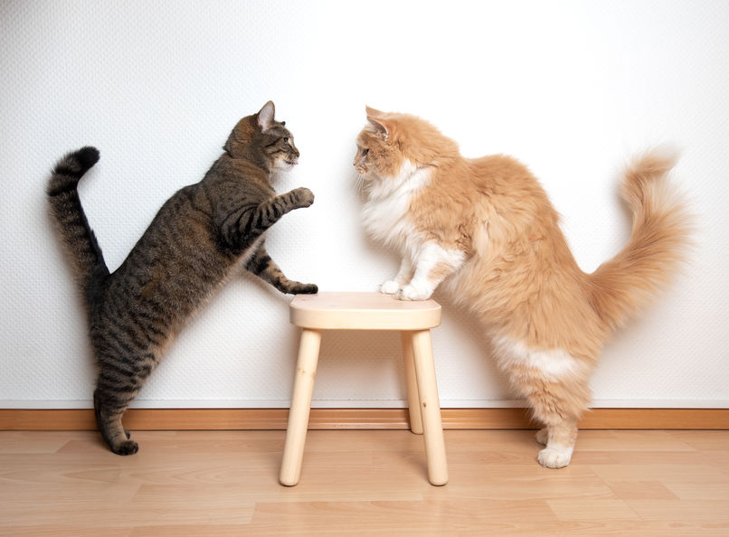 Redirected Aggression can happen in cats when they are triggered by something or someone that they can't reach. Then they flip on the closest animal to them.