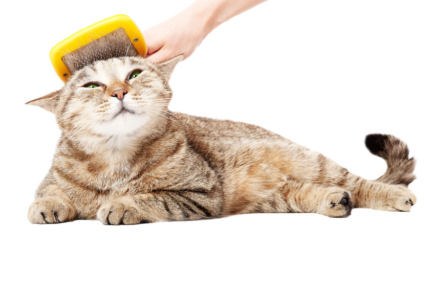 How often should you Brush Your Cat? There are many reasons that regular brushes help our cats.