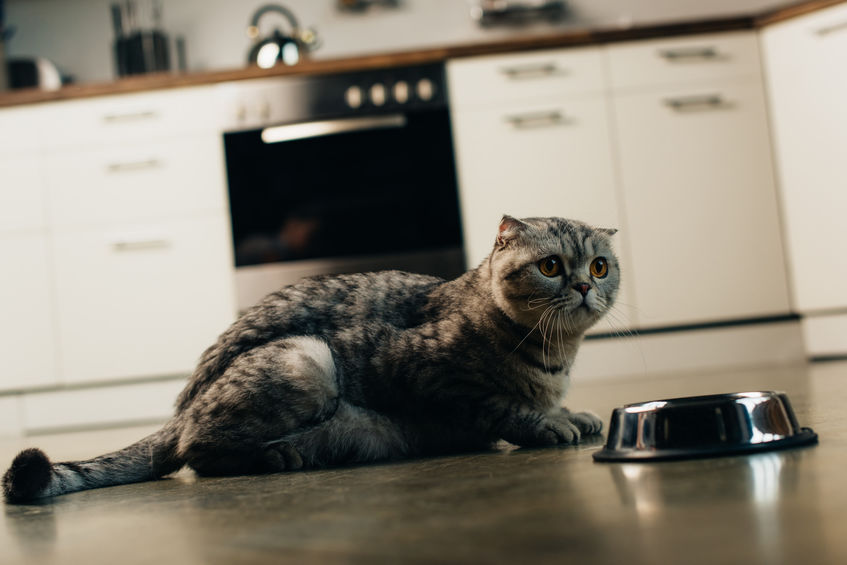 Cats Bury Their Food for a couple different reasons in the wild. This is an instinctual behavior for our indoor cats, so they often attempt to bury their food for the same reasons.